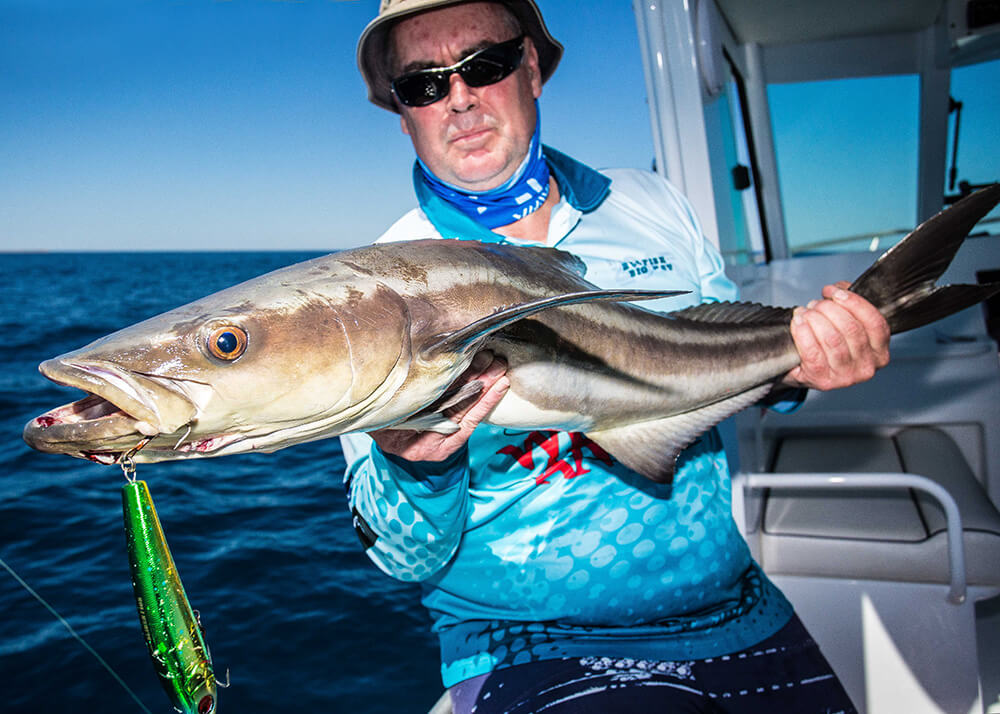 Exmouth cobia Exmouth cobia