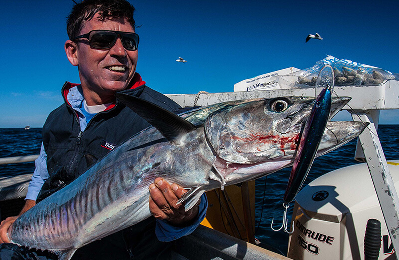 Abrolhos Islands Spanish mackerel
