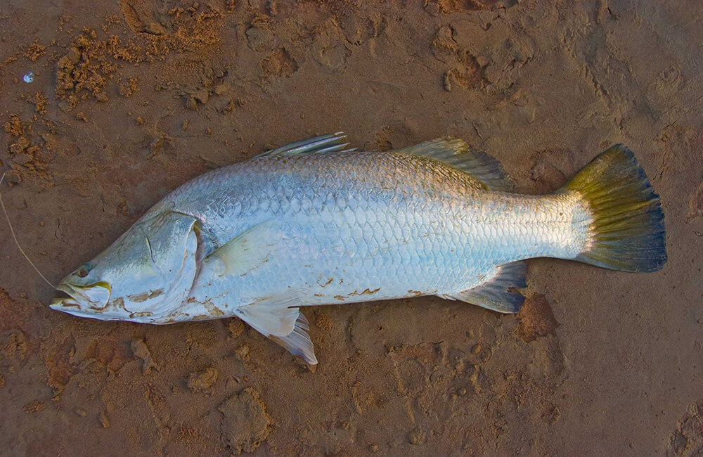 Fitzroy barramundi 2