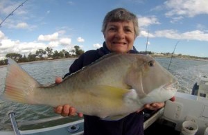 Kalbarri baldchin groper