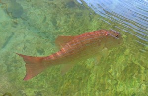 Broome Chinaman fish