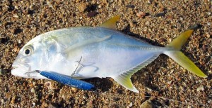 Broome trevally