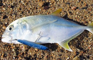 Broome trevally