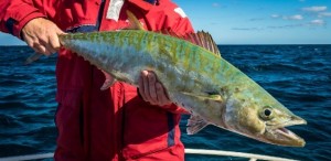 Exmouth shark mackerel