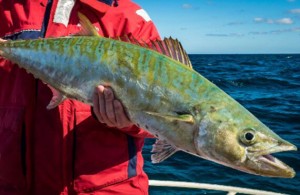 Exmouth shark mackerel