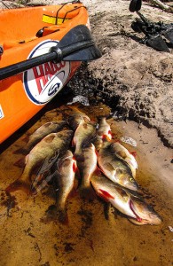 Warren River kayak redfin perch catch