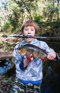 Warren River redfin perch on lure