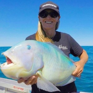Broome bluebone groper