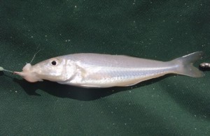 Kalbarri sand whiting