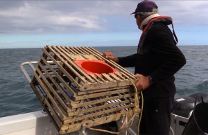 Sea lion exclusion device on cray pot