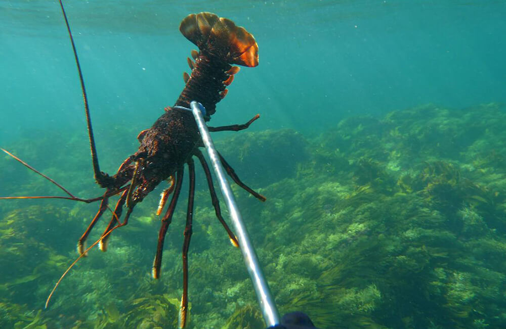 Diving for Crayfish