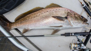 Estuary mulloway