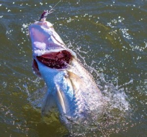 Kununurra barramundi