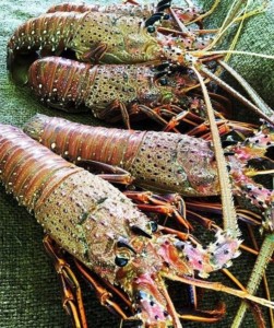 South west crayfish