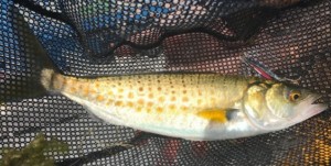 Albany juvenile salmon