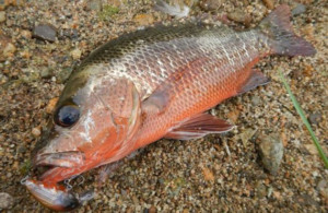 Broome mangrove jack