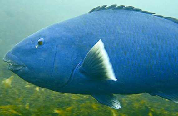 Esperance blue groper 06122017 ilovefishing