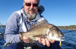 Estuary black bream