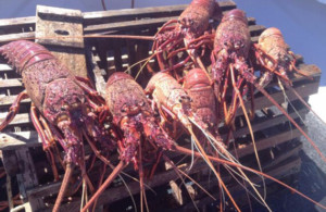 Geraldton crayfish