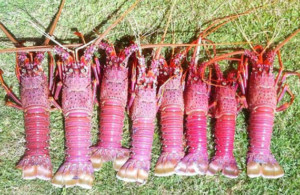Geraldton crayfish
