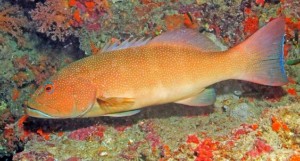 Kalbarri coral trout