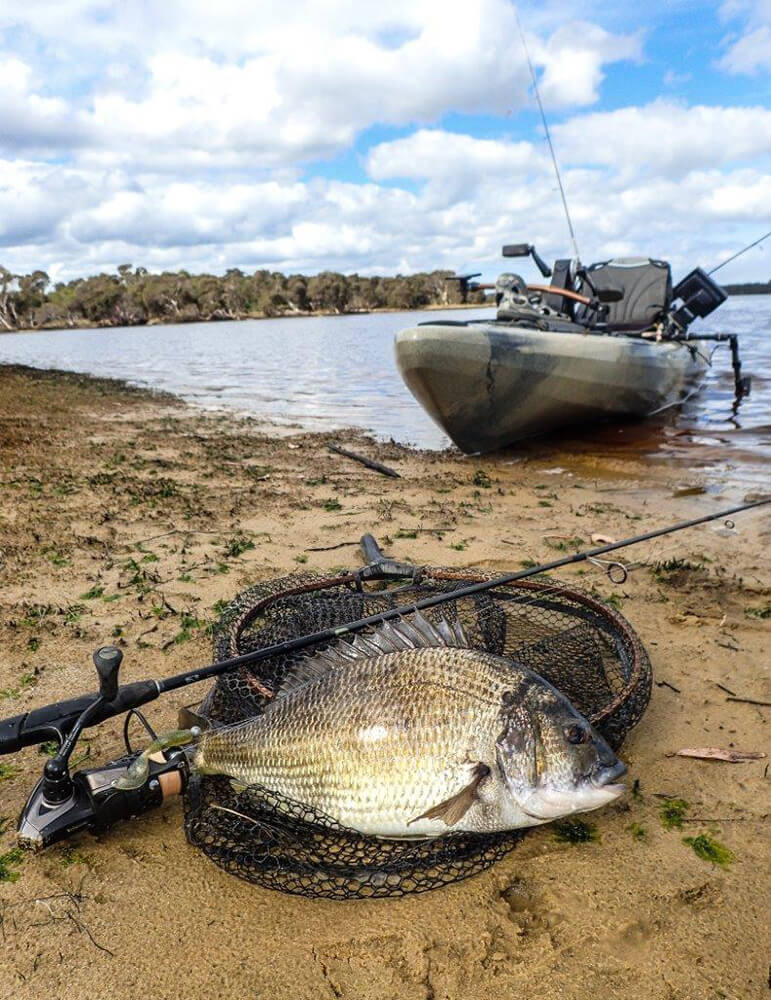 South Coast Yak black bream