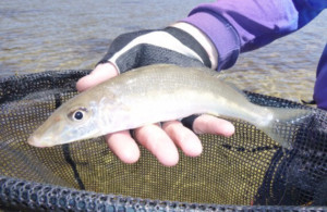 South west yellowfin whiting