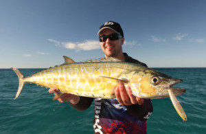 Spanish mackerel perth