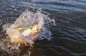 Broome barramundi