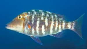 Geraldton red throat emperor