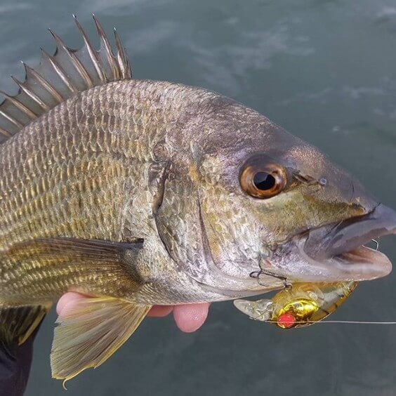 Mandurah Bream 12012018 