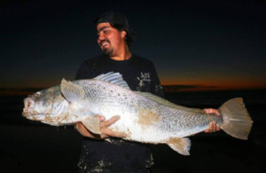 Mandurah mulloway