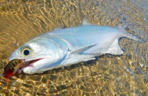 Broome bluenose salmon