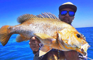Broome fingermark bream