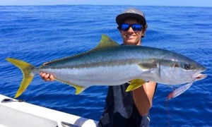 Esperance yellowtail kingfish