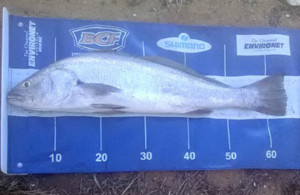 Kalbarri mulloway